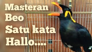 MASTERAN BEO, SATU KATA 'HALLO'....