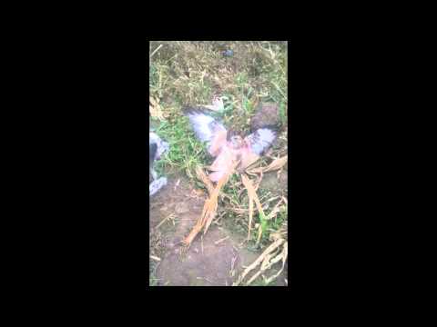 წილკანი ლედი