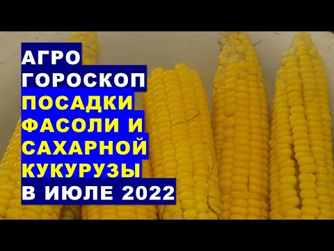 Агрогороскоп посадки фасоли и сахарной кукурузы в июле 2022 года