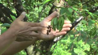 european brown rot succeptibility on tart cherry - montmorency vs balaton