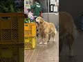 ブロッコリー盗み食いイッヌ！ #ゴールデンレトリバー #飼育員さん #goldenretriever