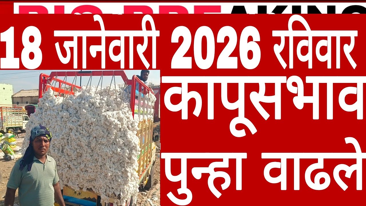 18 जानेवारी 2026 अखेर रविवारची सर्वात मोठी बातमी कापूसभाव पुन्हा वाढले ताजे कापूसभाव cottonrate कपास