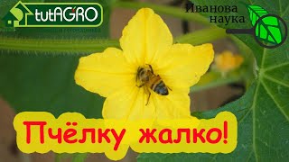 🔴Как Семена Алтая Оставят Вас Без Урожая Огурцов. Разбор Полетов №5. Виктория Карелина Против Пчёл.