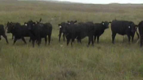 Simonson Angus Heifers