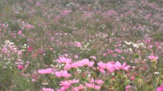 Lots of Cosmos Flower.
Cosmos is a genus, with the same common name of Cosmos, consisting of flowering plants in the sunflower family. Lots of Cosmos Flower.