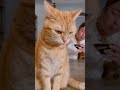 A cat in the way #Shorts