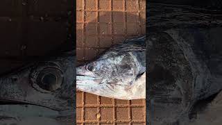 Mahi Mahi/ Yellow Fin Tuna/ Sword Fish in Fish Fair💥| Factory Explorer