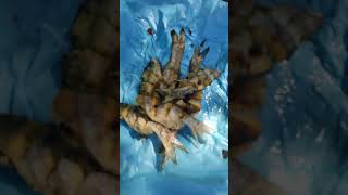 FRITANGA EN LA PRESA ADOLFO LOPEZ MATEOS (el varejonal Culiacán Sinaloa México)