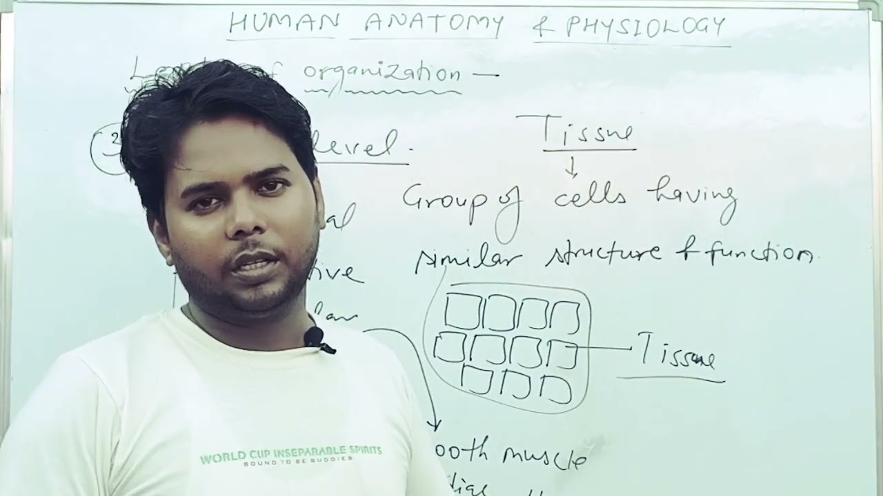 Introduction to the Human body I Levels of organization I Tissue level