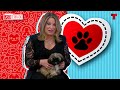 Caso cerrado special pets love  telemundo english