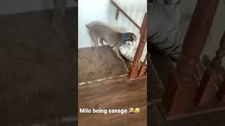TikTok Weimaraner gets wild