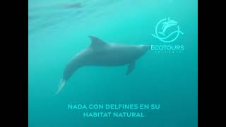 Wild Dolphin Encounter in Puerto Vallarta
