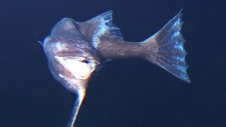 9 Strange Deep Ocean Creatures Found by Japan&#39;s ROVs № 18 🇯🇵