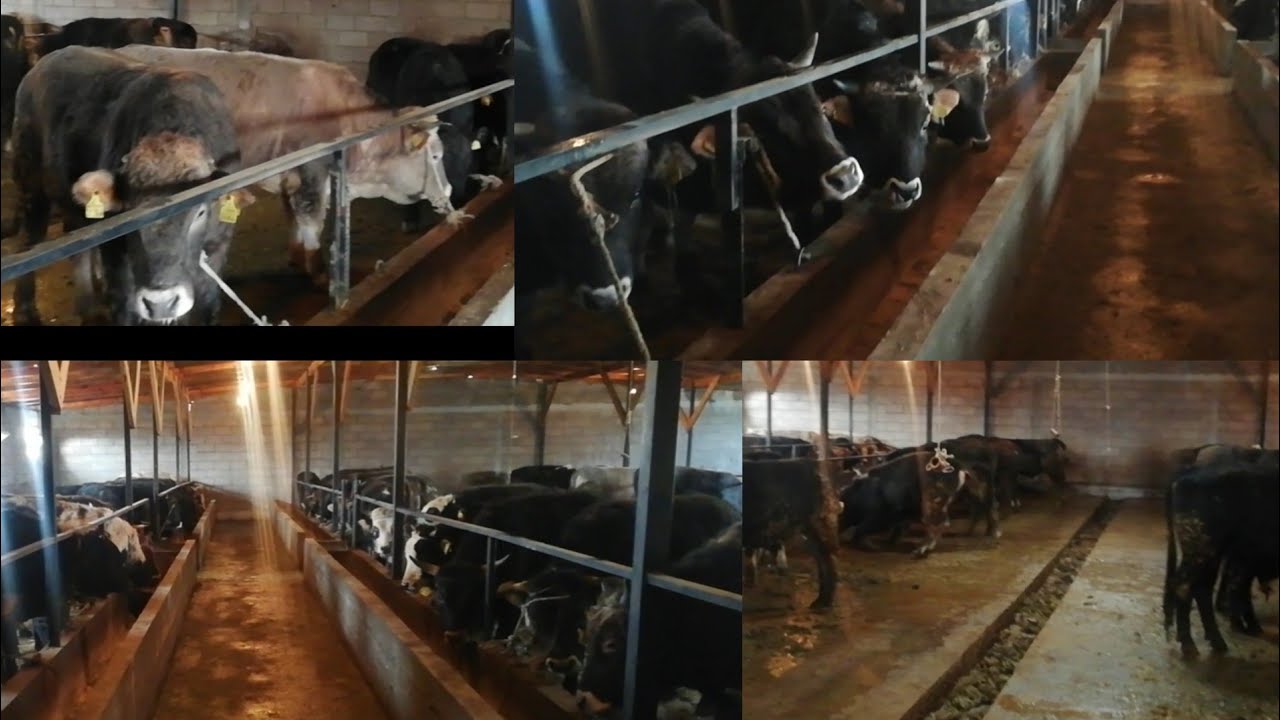 Бука🐂баксан🐃УШИНТИП БАК.👍80 баш бука баткан сарай.