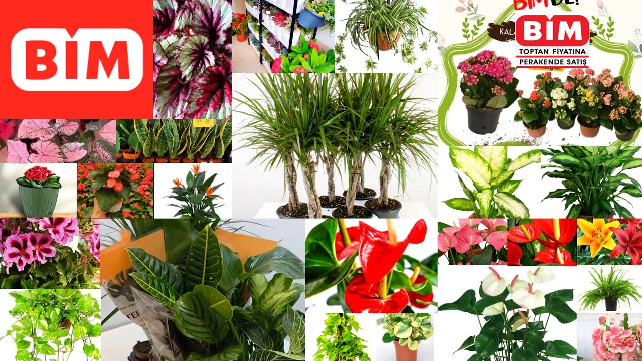 📢 DİKKAT BİM MARKETTE ÇİÇEK ŞÖLENİ VAR📢 Starliçe-Kamila-Kalanşo-Marginata-Flamingo...