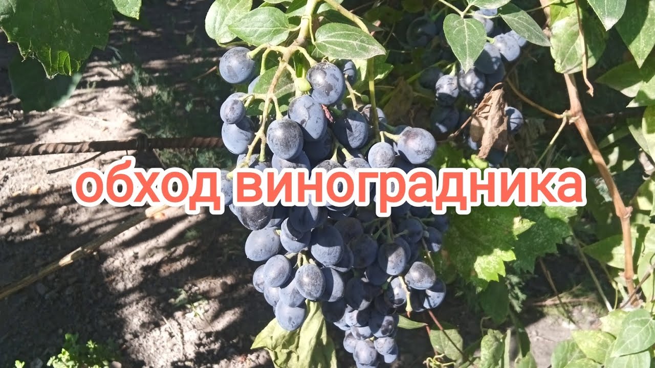 Виноградник и Мэриленд