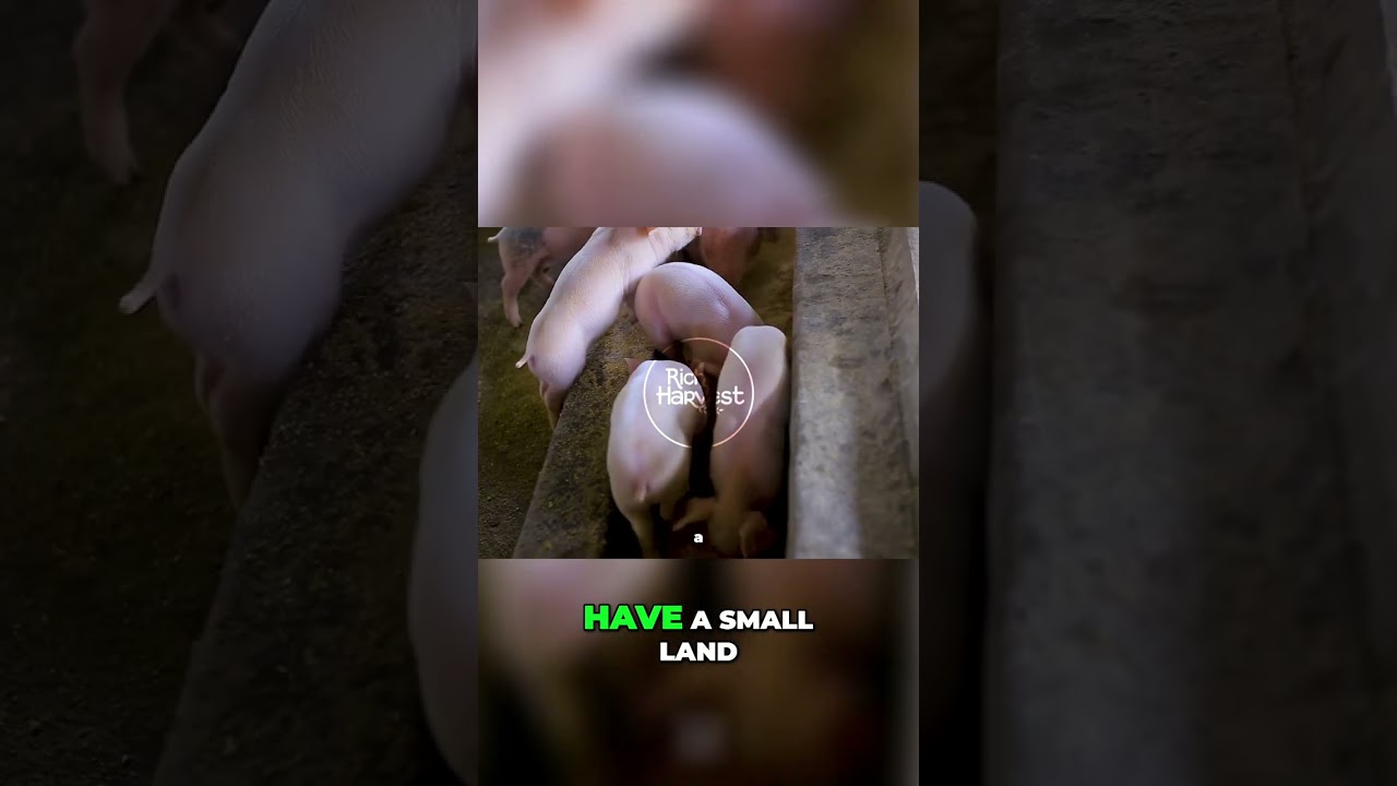 Small Land Pig Farming: Grow Food and Thrive!