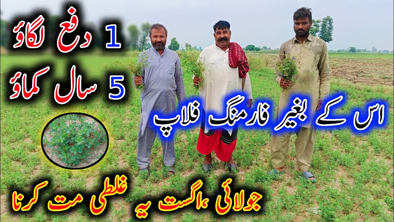 Best Food For All Type Of Farming - Goat Farming Feed - Alfalfa Seed - Best Seed Of Alfalfa