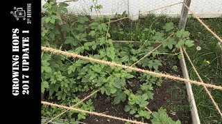 How To Grow Hops Part 2 2017