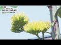 ケーブルNews】数十年に1度の開花 リュウゼツラン - YouTube
