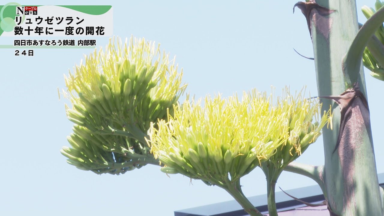 ケーブルNews】数十年に1度の開花 リュウゼツラン - YouTube