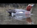 Nature in the Netherlands - Marshes Part 2 / Natuur in Nederland -  Moerassen Deel 2