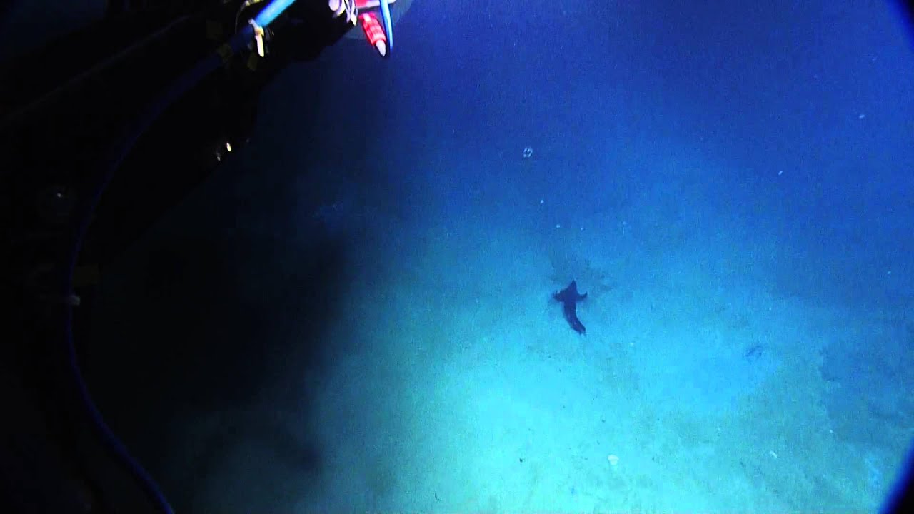 deep blue sea 3 Squid Stealing the Spotlight | Nautilus Live