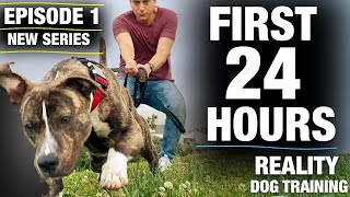 **NEW SERIES!**The FIRST 24 HOURS with a TOTALLY UNTRAINED Pit Bull [Reality Dog Training Episode 1] screenshot 5