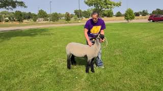 Sheep Showmanship 101