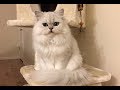 Doll Face Persian Kitten, Chinchilla Silver, 6 Month Old の動画、YouTube動画。