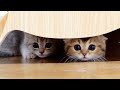 A cute kitten that hides because it's afraid of the sound of the microwave.