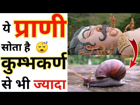 वीडियो: क्या समुद्री घोंघा आपकी जान ले सकता है?