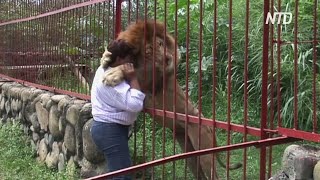 В Колумбии во второй раз спасают «целующегося льва»