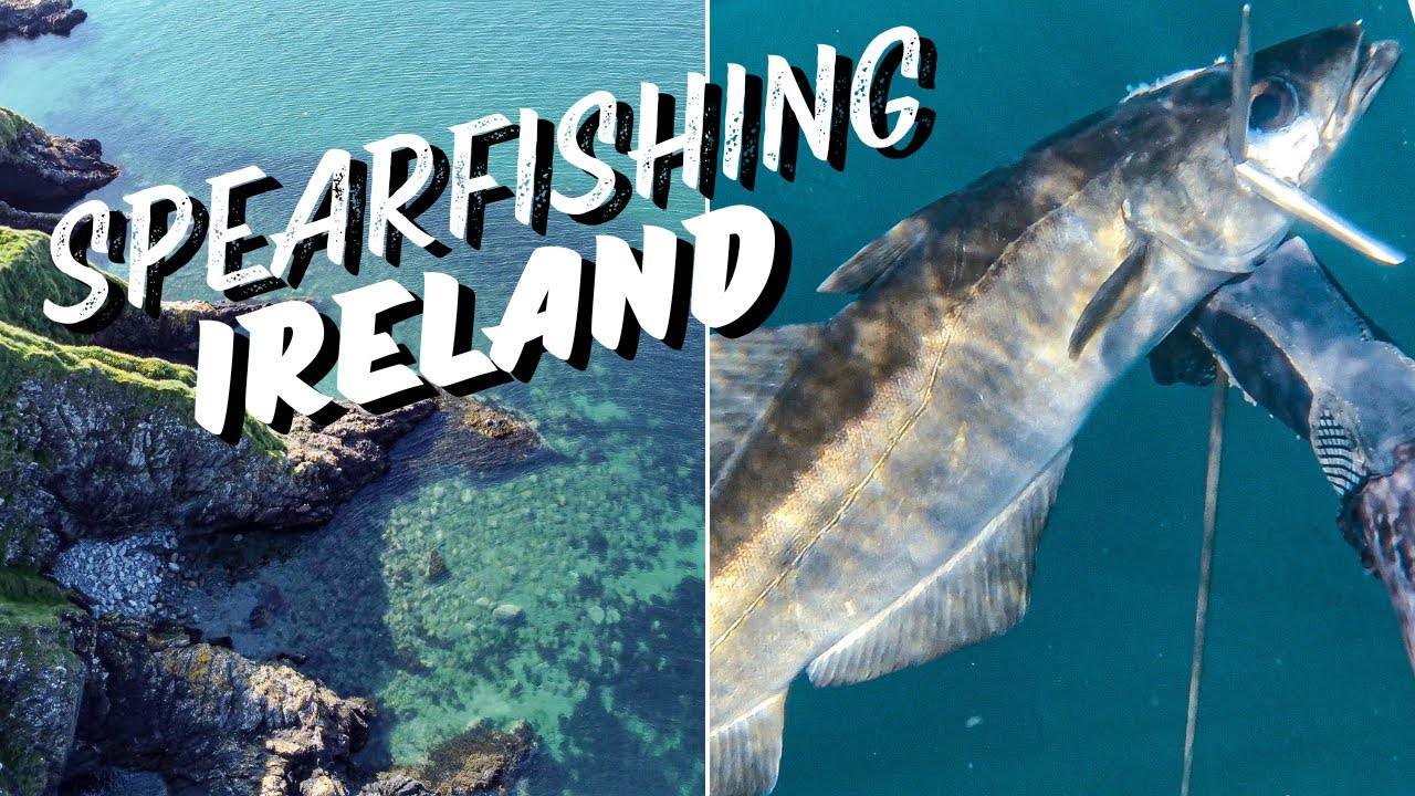 Fish Ireland FIRST FISH Of The Season!!! Spearfishing at the East Coast of Ireland ...