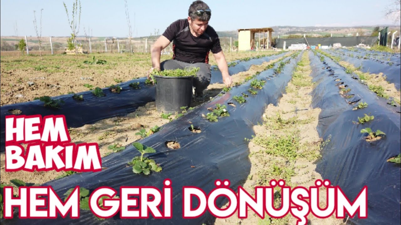 Çilek Yetiştiriciliği | Baştan Sona Çilek Bakımı | Bölüm 4
