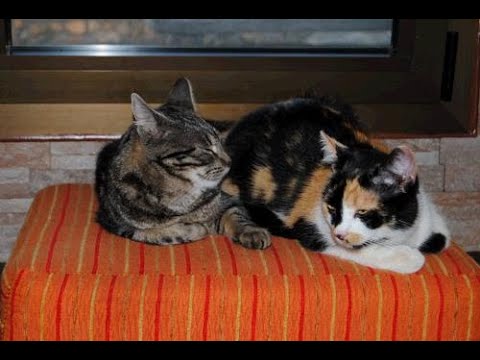 Video: Cat Harnwegsinfektion: Anzeichen und Behandlung