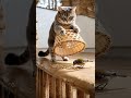 القط يسطاد طائر Cat النظافه Kitten موسيقار Cute الجيلي Funny المراه Funnycutecat القط يسطاد طائر Cat النظافه Kitten موسيقار Cute الجيلي Funny المراه Funnycutecat
