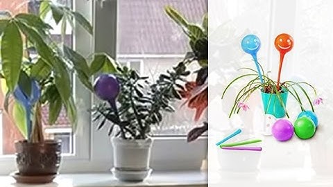 Колбы для автоматического полива цветов [Domatv.by]