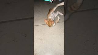 Cat attack #cat #kitten