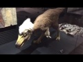 恐竜博物館に行きました！２０１７ 熊本県御船町 の動画、YouTube動画。