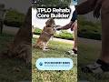 The Hardest Exercise in the TPLO Recovery Protocol 🐕