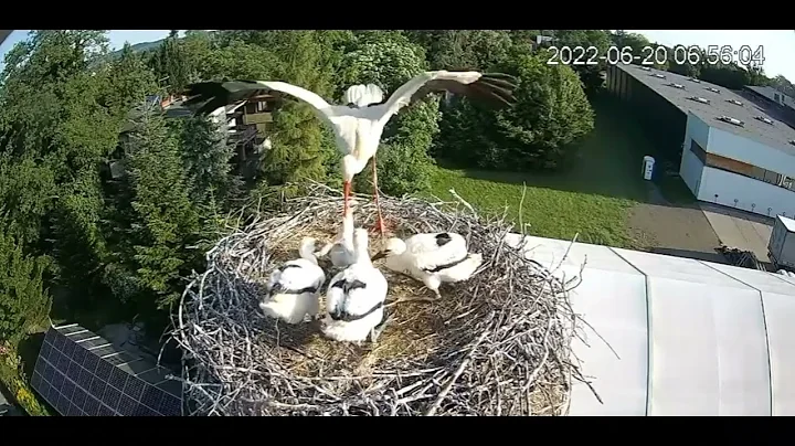 WHITE STORKS USTRON - STUNTED STORKLET GETS TOSSED...