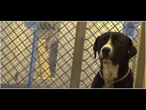 Wideo: Psy, które ratują życie