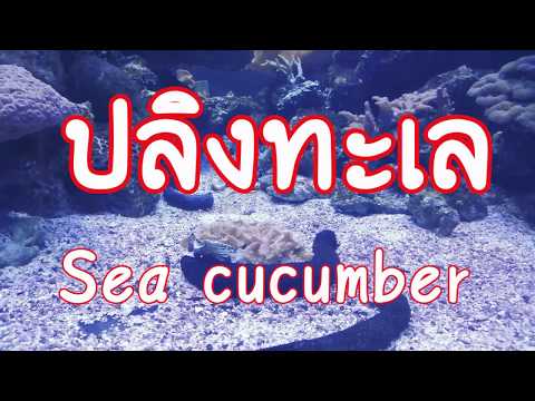 ปลิงทะเล (Sea Cucumber)