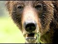 The Brown Bear Funnel That Ended At Danny High&#39;s House