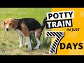 How to Potty Train your Beagle in 7 Days