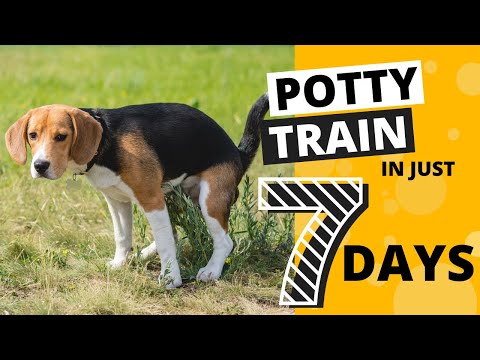 Video: Hvordan Potty Tren en Beagle Puppy