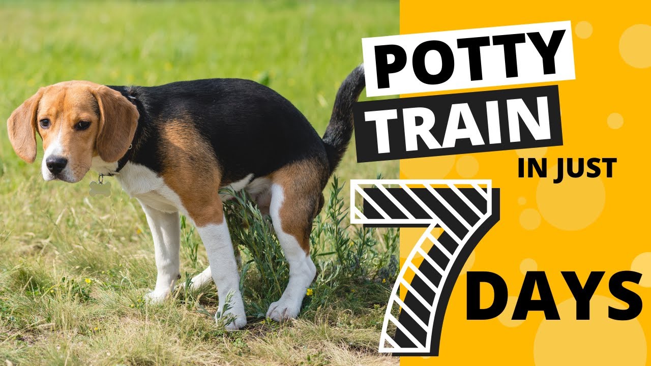 How to Potty Train your Beagle in 7 Days