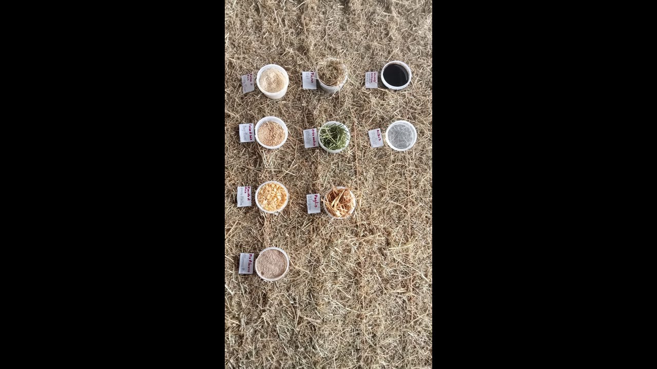 Alimentazione della bovina da latte