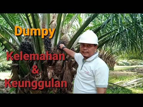 Video: Bunga masih muda: deskripsi varietas dan jenis